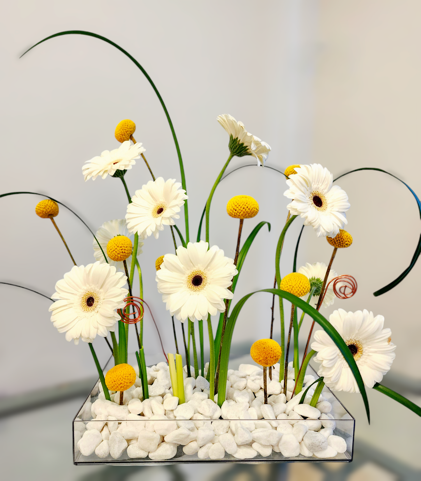 Gerbera garden